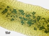 Dictyota spiralis8